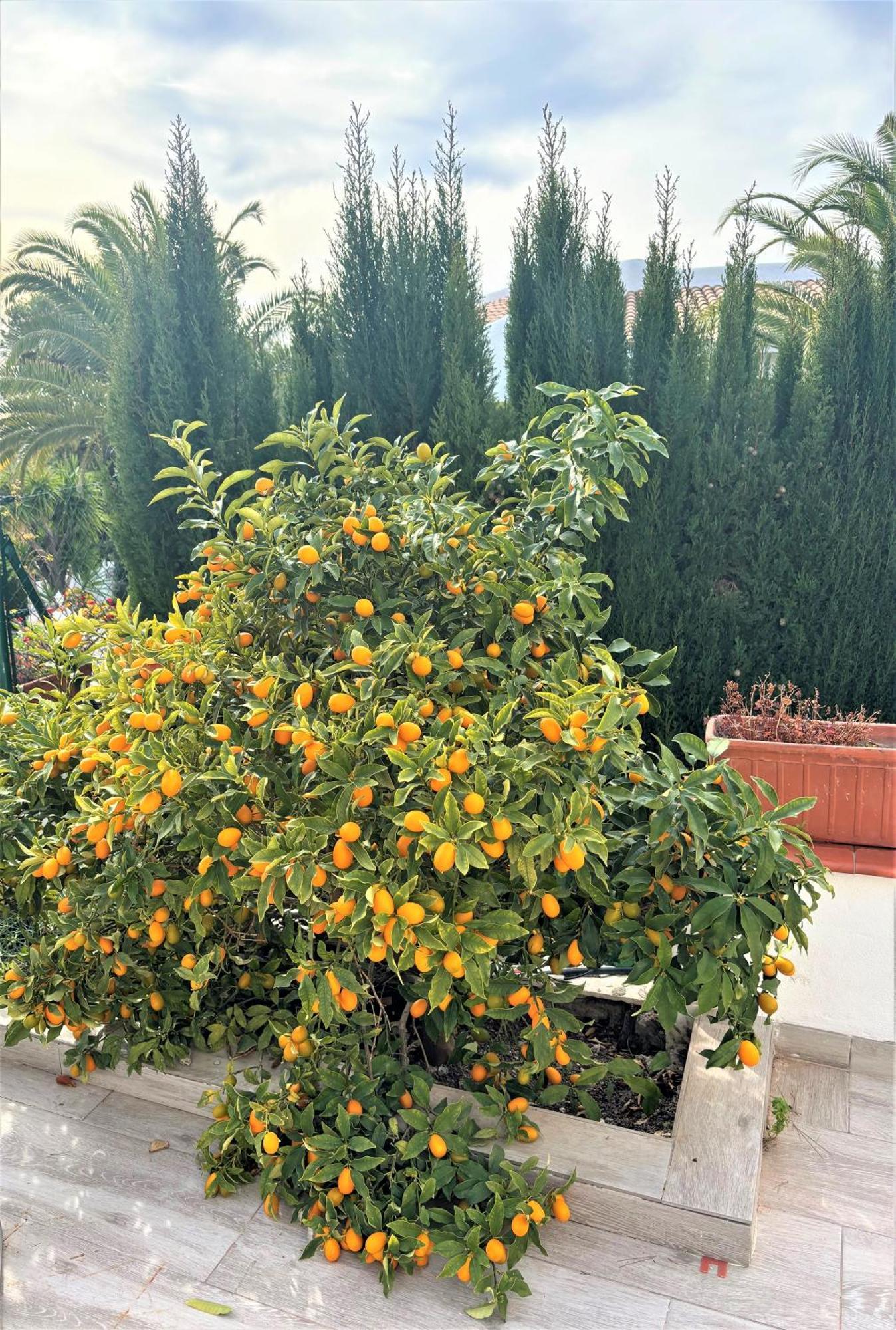 Villa Esmeralda Altea la Vieja Dış mekan fotoğraf